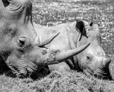 Grayscale Photo of Rhinoceroses on Grass Field
