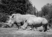 Rhinoceros Resting on Grass Near tress