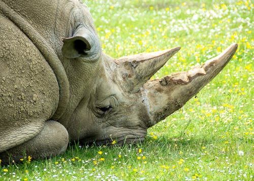 Gray Rhinoceros Lying on Green Grass