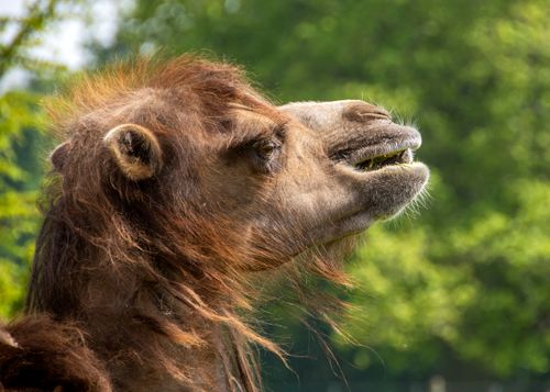 Free Side profile of a Bactrian camel in a natural, green setting, highlighting unique features. Stock Photo