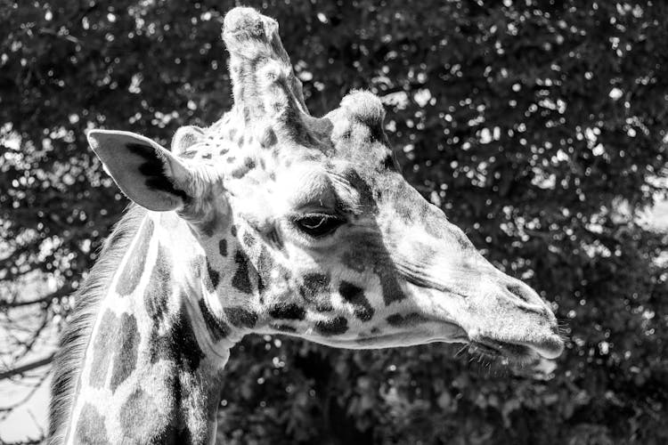 White And Black Photo Of Giraffe Head