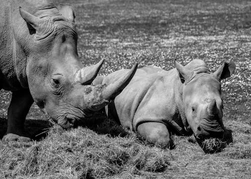 Grayscale Photo of Rhinoceros Lying on Grass