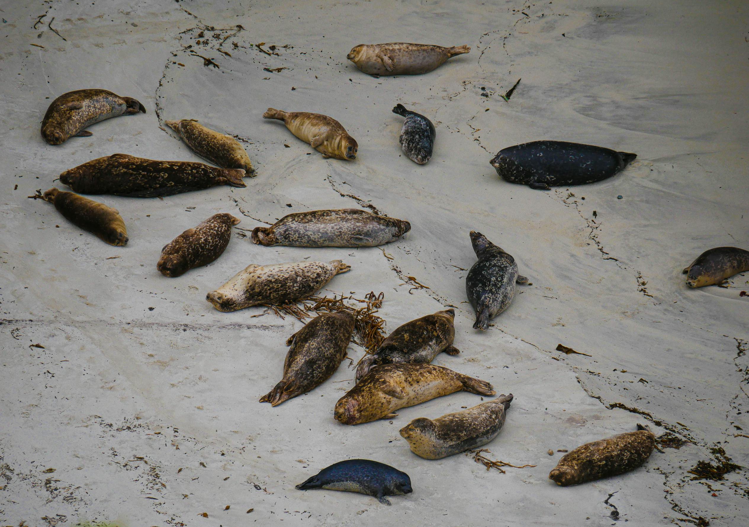 Why do SEALs pound tridents into coffins?