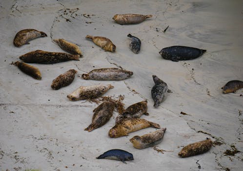 Carmel By The Sea, United States photo 10