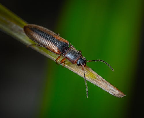 Gratis Foto stok gratis alam, beetle, binatang Foto Stok