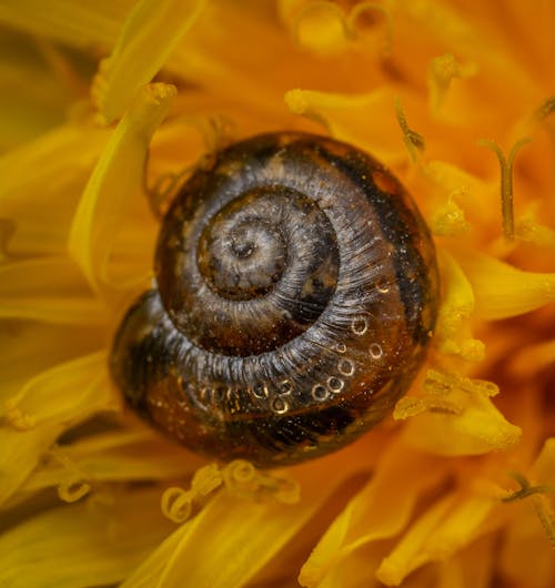 Free Brown Snail on Yellow Flower Stock Photo