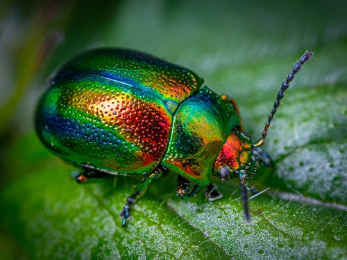 Gratis Foto stok gratis beetle, bidikan close-up, binatang Foto Stok
