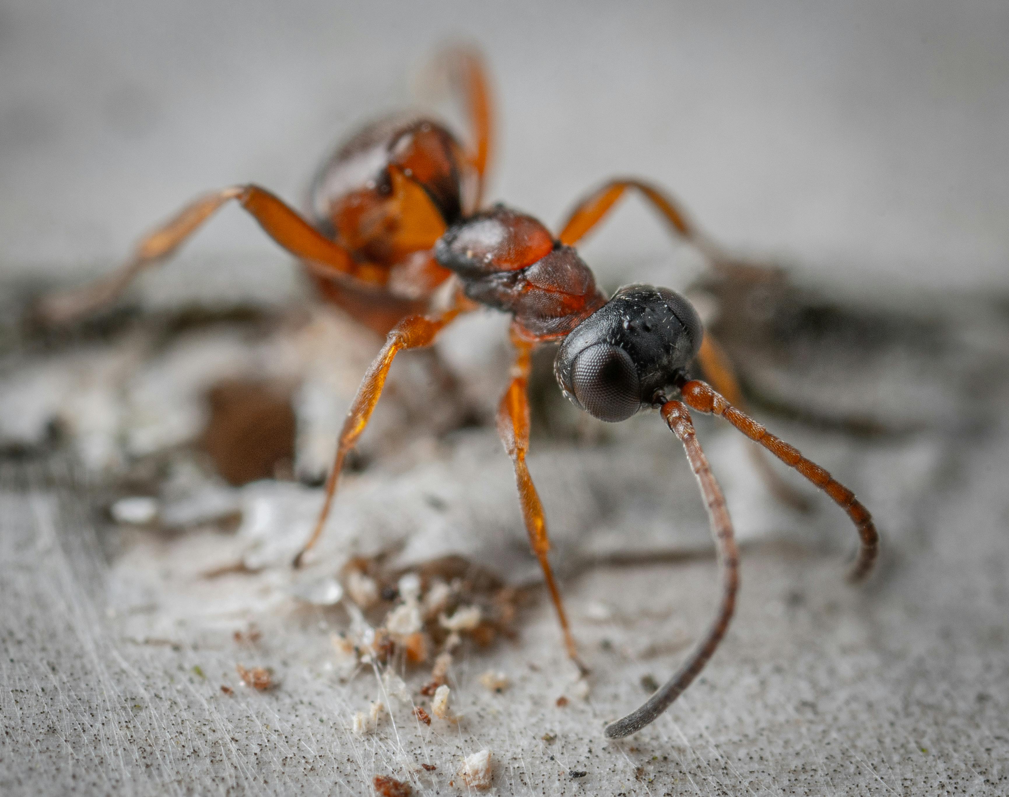 Close-up Photography of Ant · Free Stock Photo