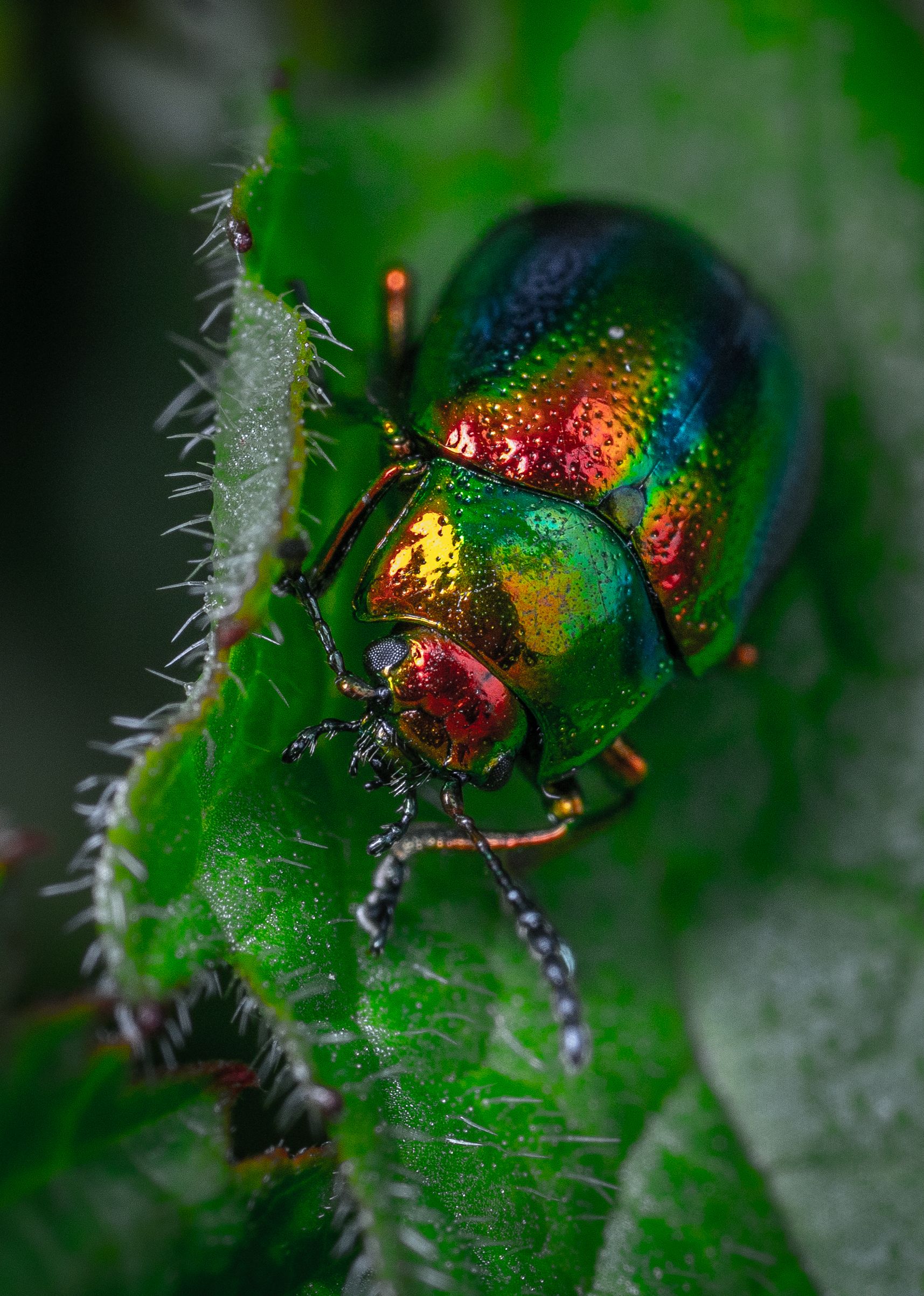 Beetle on the Green Leaf · Free Stock Photo