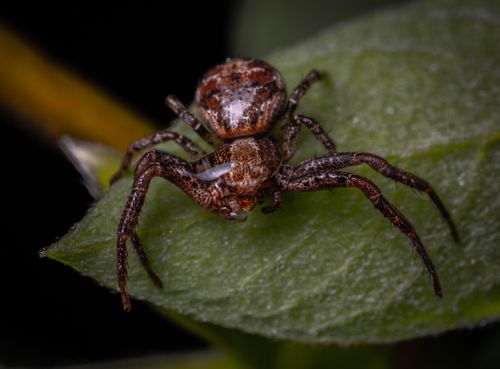 Free Detailed macro shot of a spider on a green leaf, showcasing intricate patterns. Stock Photo