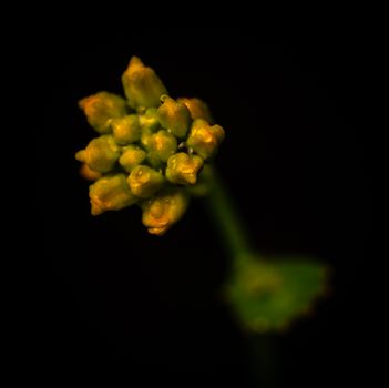 Green Plant in Black Background