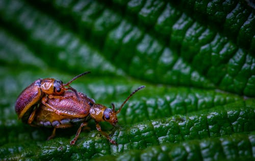 Imagine de stoc gratuită din automobil beetle, close-up extrem, fotografie de aproape