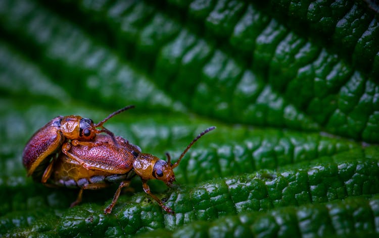 Macro Shot Of Bugs On A Leaf