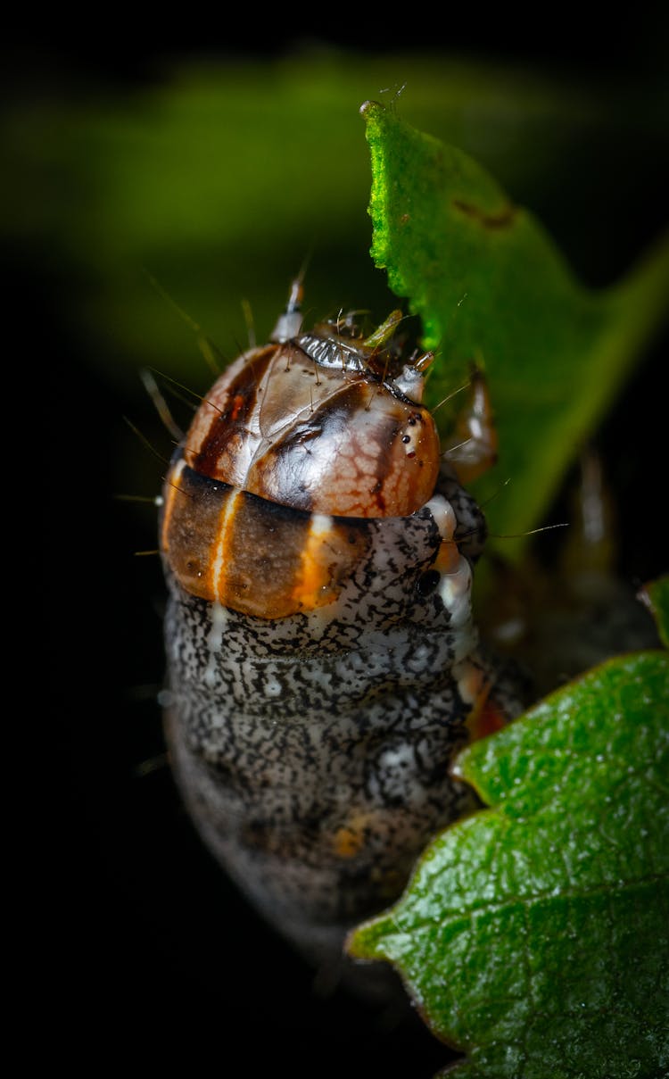 Caterpillar Eating On Green Leaf