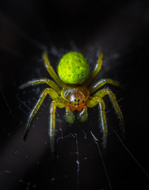 Close-Up Shot of a Spider on a Web