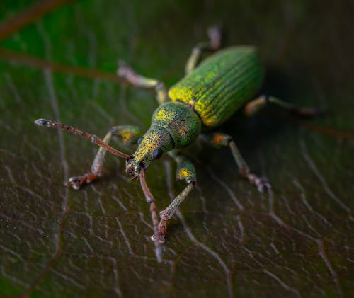 Close-Up Shot of a Nettle Weevil on a Leaf