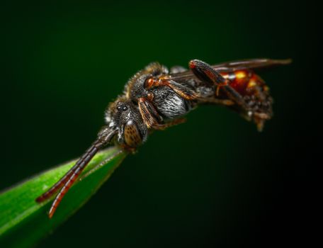 Spider with its Prey