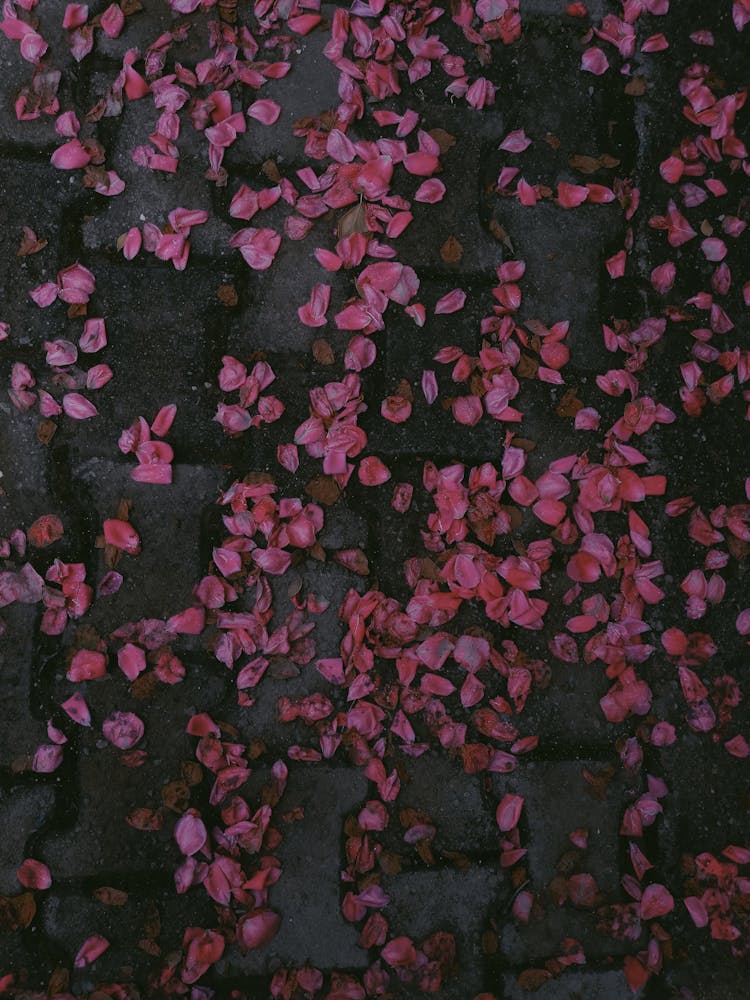 Pink Petals On A Paved Floor