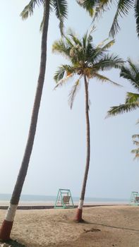 Coconut trees overlooking the serene Ganpatipule Beach in Maharashtra, India, under a clear sky.