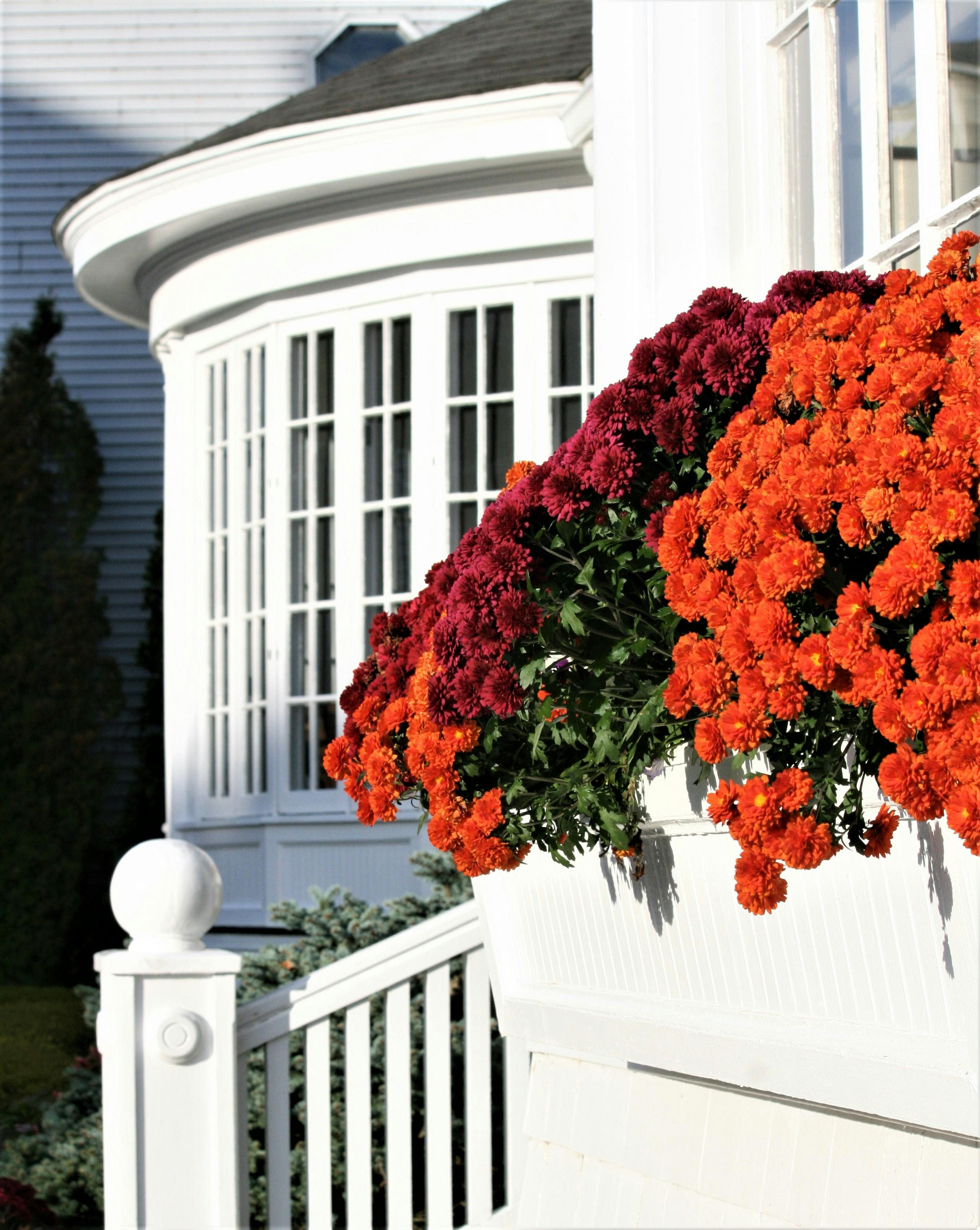 Install Window Boxes