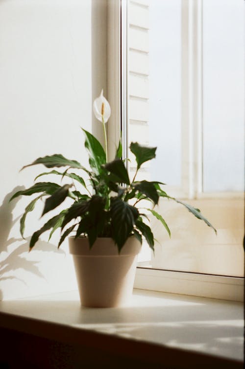 A Green Plant Near the Glass Window