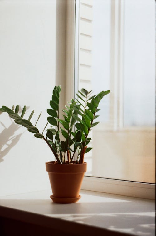 A Green Plant on a Brown Clay Pot