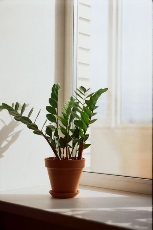 Free A vibrant Zamioculcas houseplant in a clay pot basking in sunlight on a windowsill. Stock Photo