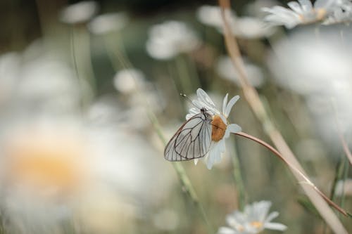 A Butterfly Perched on a White Flower