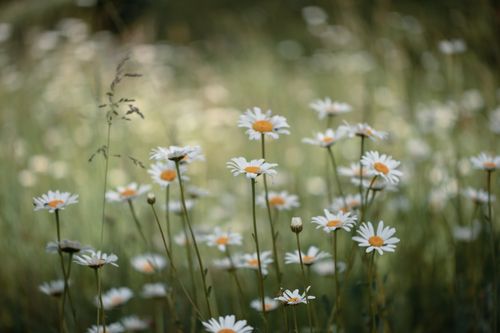Free Capture of delicate white daisies blooming in a lush green field, showcasing nature's beauty. Stock Photo