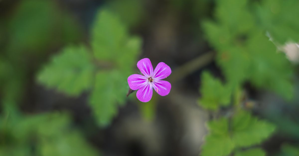 Close-up of a Tiny Geranium Robertianum Flower · Free Stock Photo
