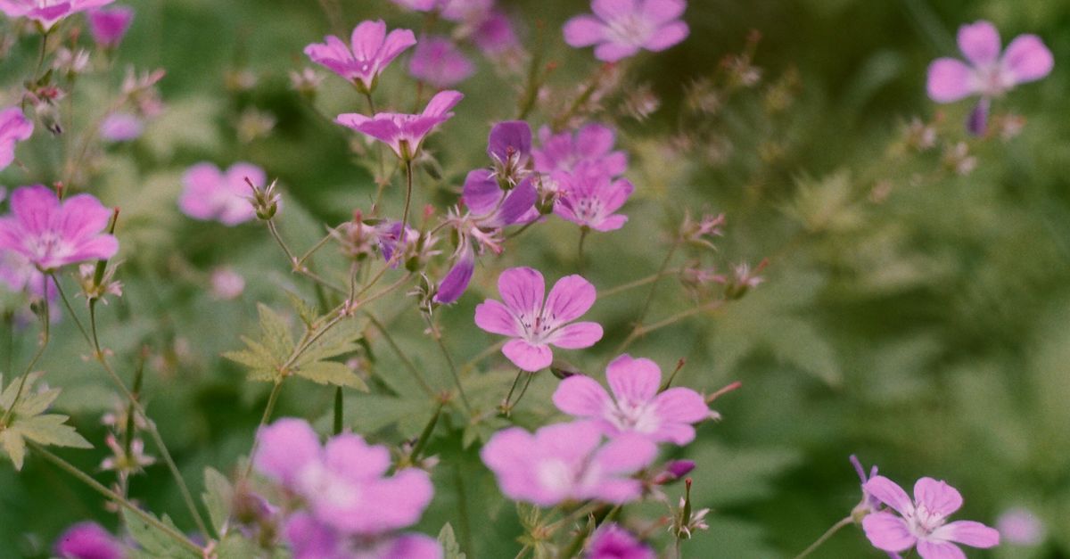 Close-up of a Tiny Geranium Robertianum Flowers · Free Stock Photo