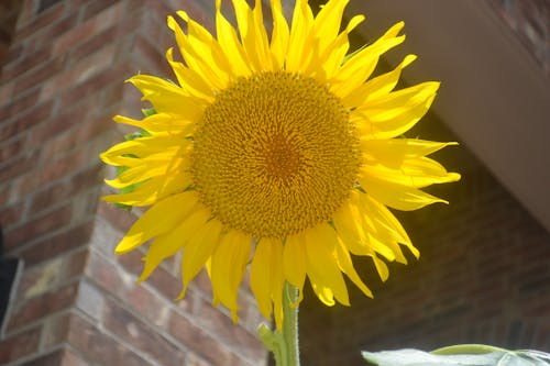 Free A Yellow Sunflower in Bloom Stock Photo
