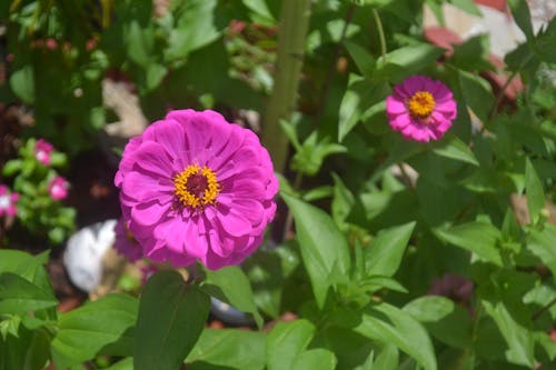 Close up of Flowers