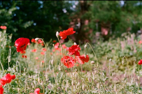 Imagine de stoc gratuită din câmp, câmp de fân, flori roșii