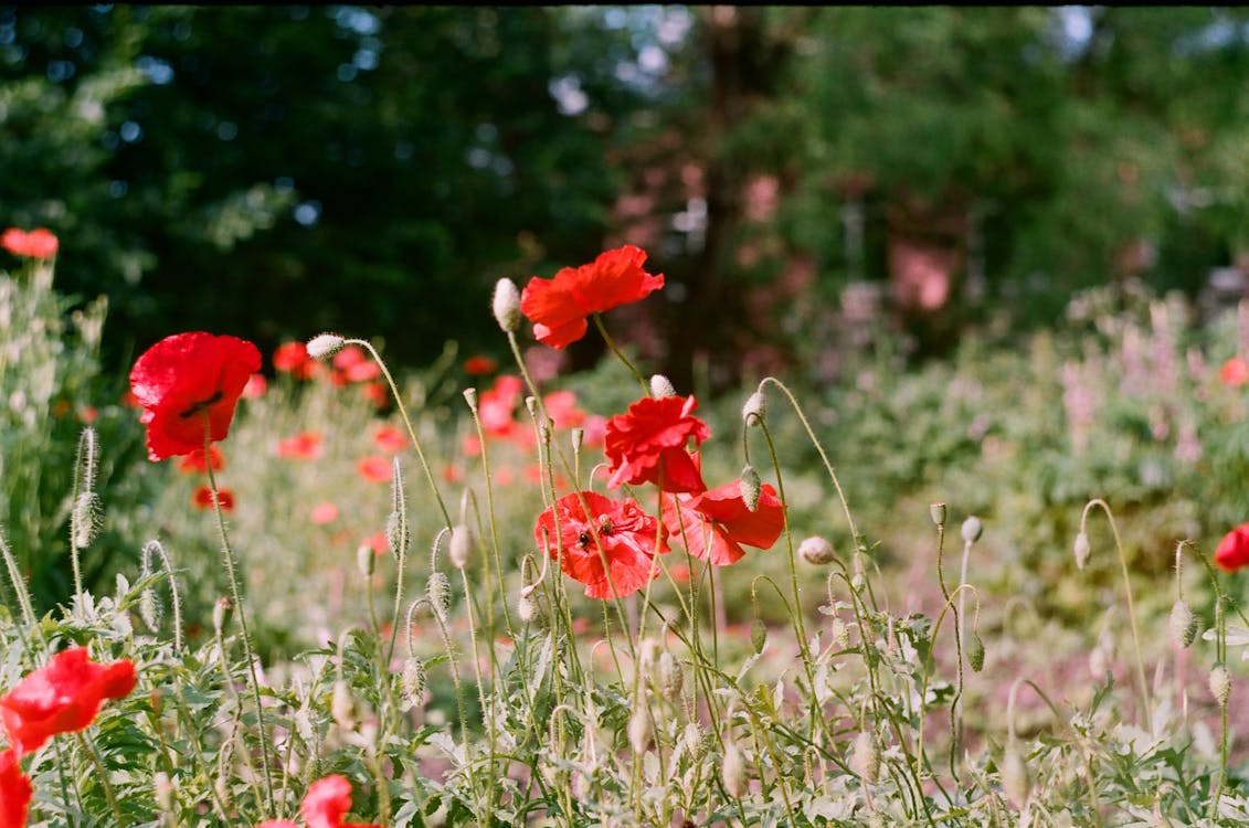 Fotobanka s bezplatnými fotkami na tému červené kvety, hracie pole, ihrisko
