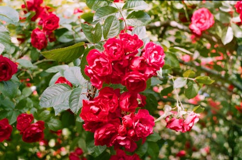 Kostenloses Stock Foto zu blühende pflanze, blüten, cluster