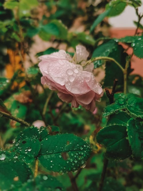 Raindrops on Flower