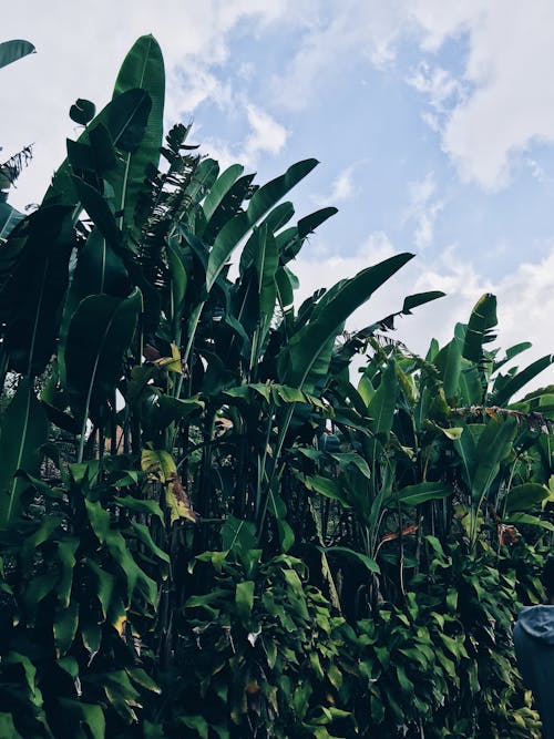 View of Banana Trees under Blue Sky 