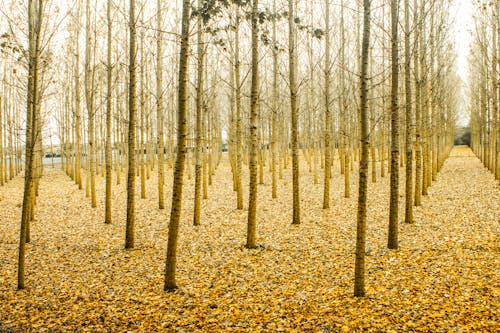 Photo of Yellow Tree Stems