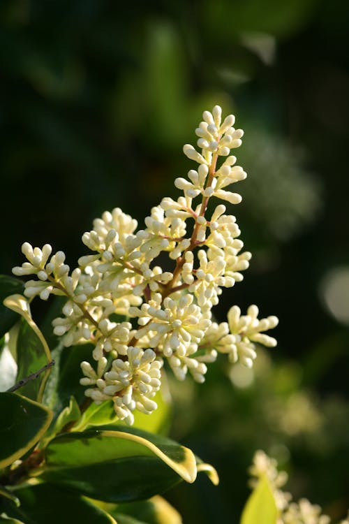 Immagine gratuita di arbusto, avvicinamento, boccioli di fiori