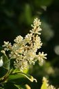 White Flower in Close-up Photograph