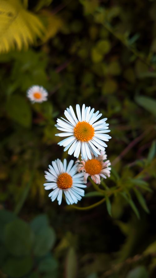 Free Beautiful white daisies with yellow centers in a lush green outdoor garden setting. Stock Photo