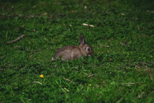 無料 ウサギ, てんとう虫, バニーの無料の写真素材 写真素材