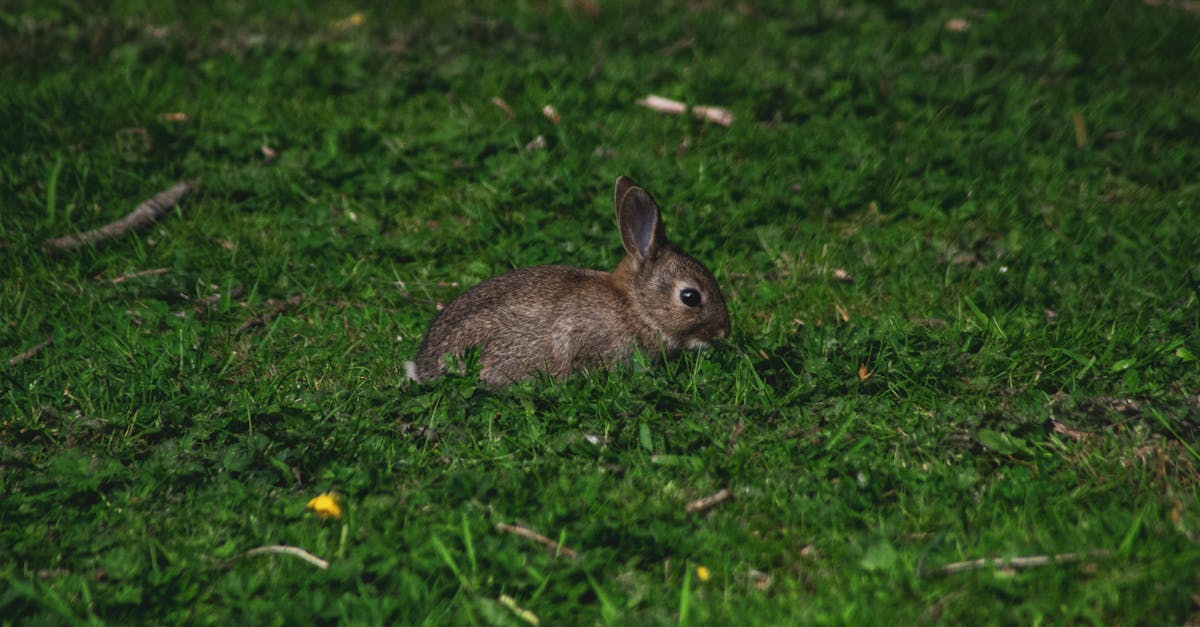 Photo of Rabbit on Green Grass · Free Stock Photo
