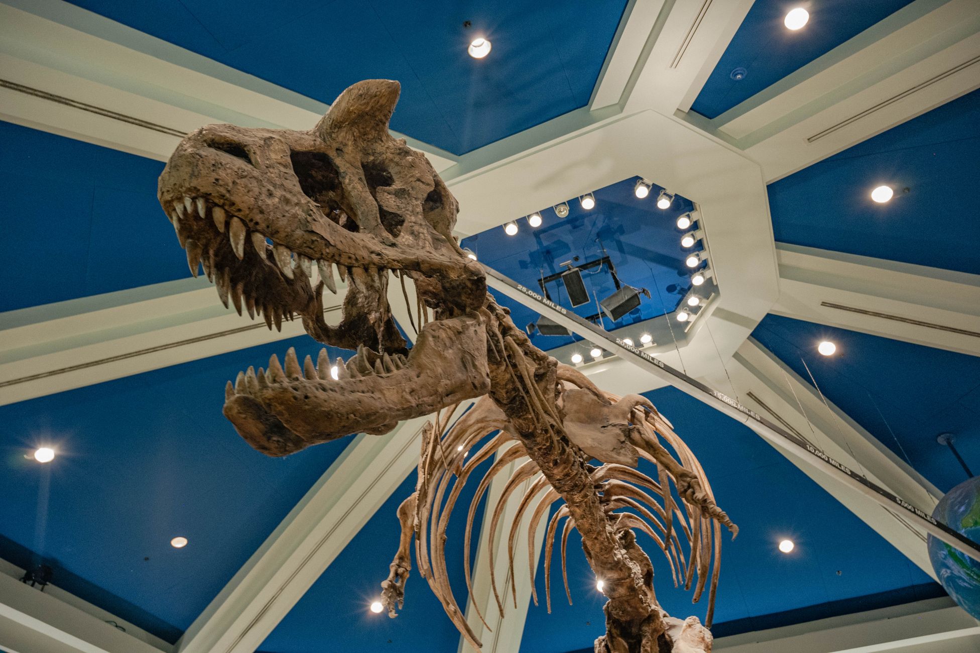 Familie uit Wyoming ziet dinoschedel na ontdekking in Boxtel