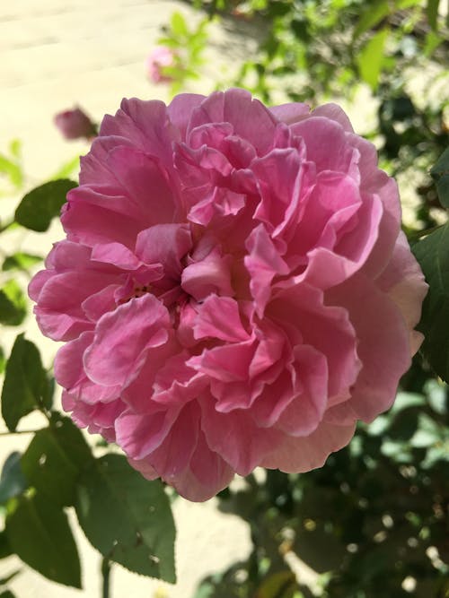 Free stock photo of flower, green foliage, pink rose Stock Photo