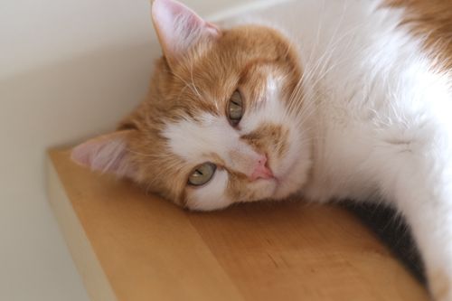 Free A serene tabby cat lies on a wooden surface indoors, showcasing its ginger and white fur in a close-up shot. Stock Photo