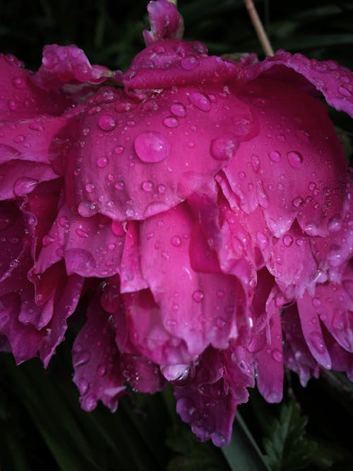 Free stock photo of after the rain, flower, fuchsia Stock Photo