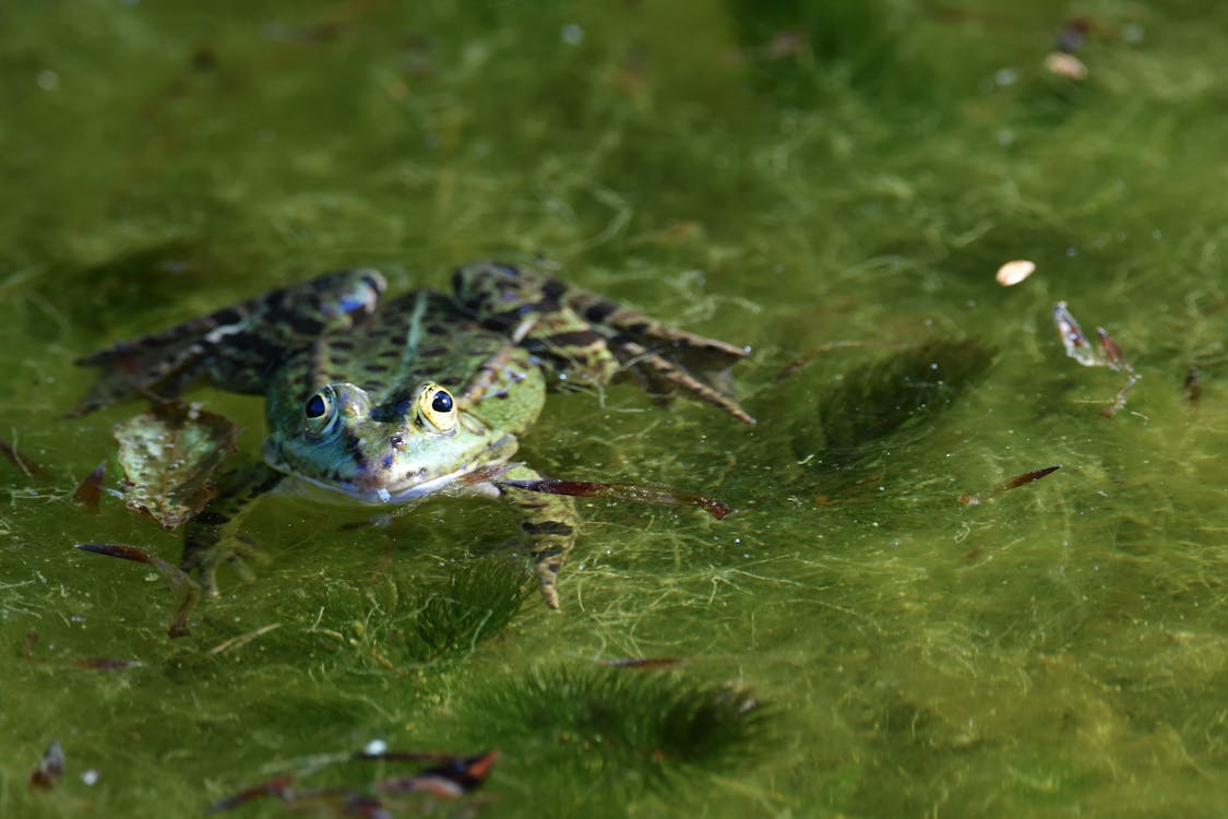 Free A Green Frog on Water Stock Photo