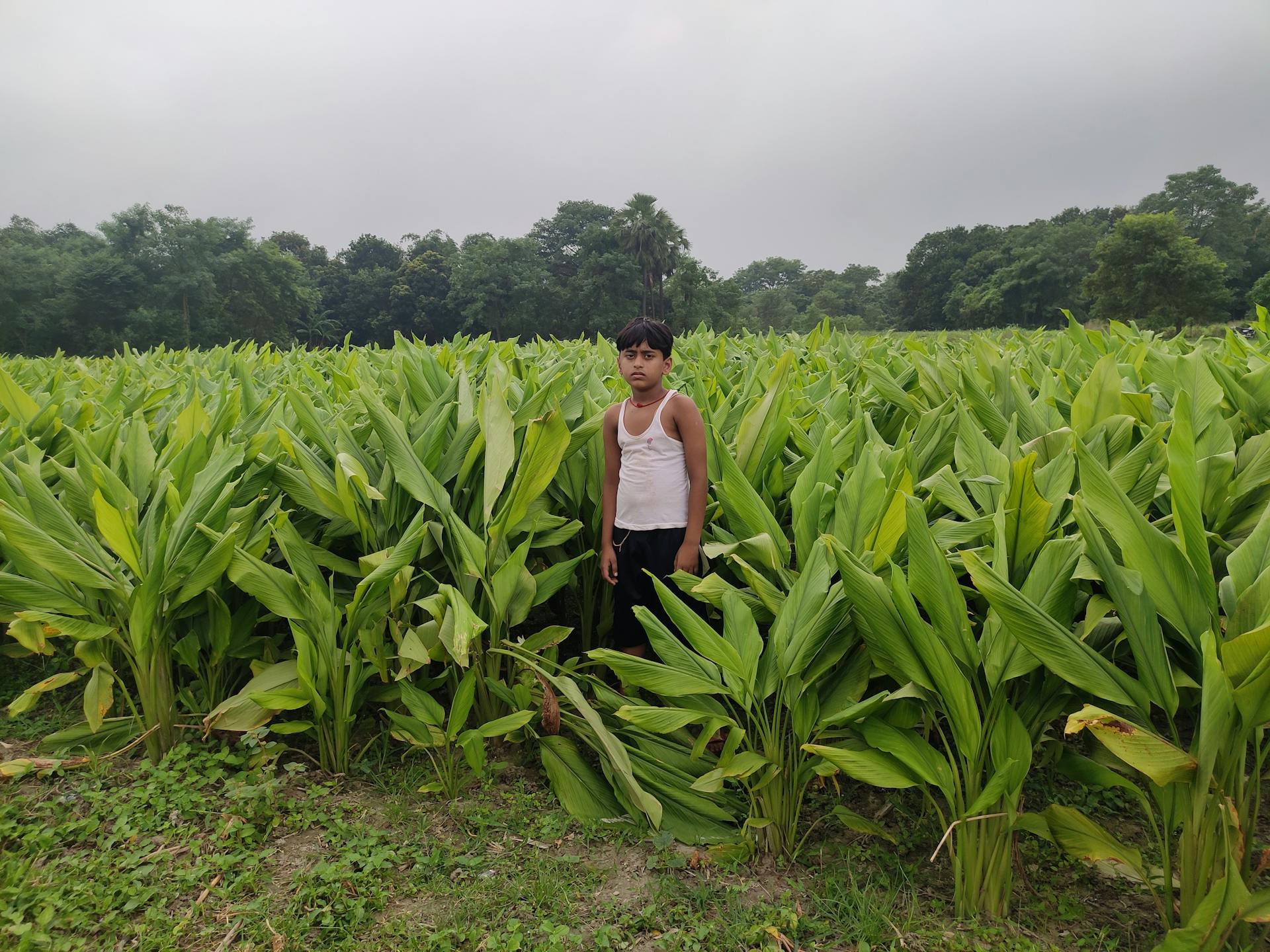 A Boy in the Turmeric Plantation Field